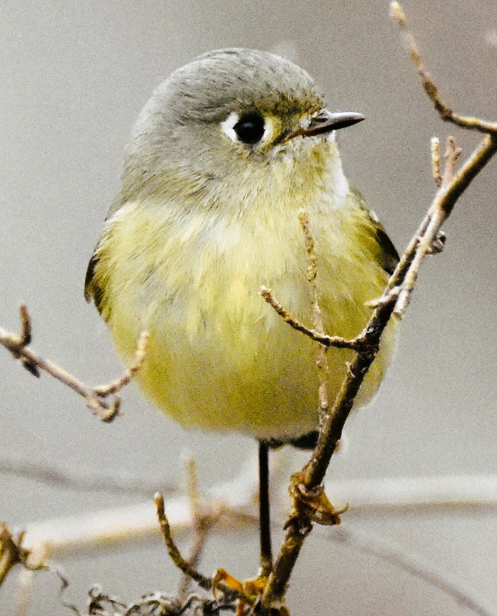 Ruby-crowned Kinglet - ML646611811