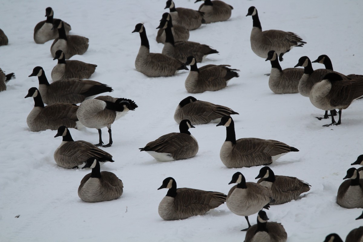 Canada Goose - ML646611813