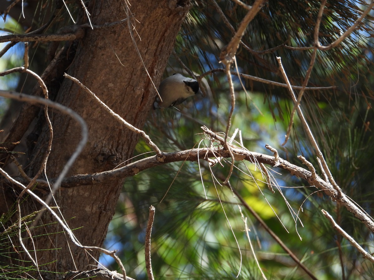 Weißbrustkleiber - ML646611814