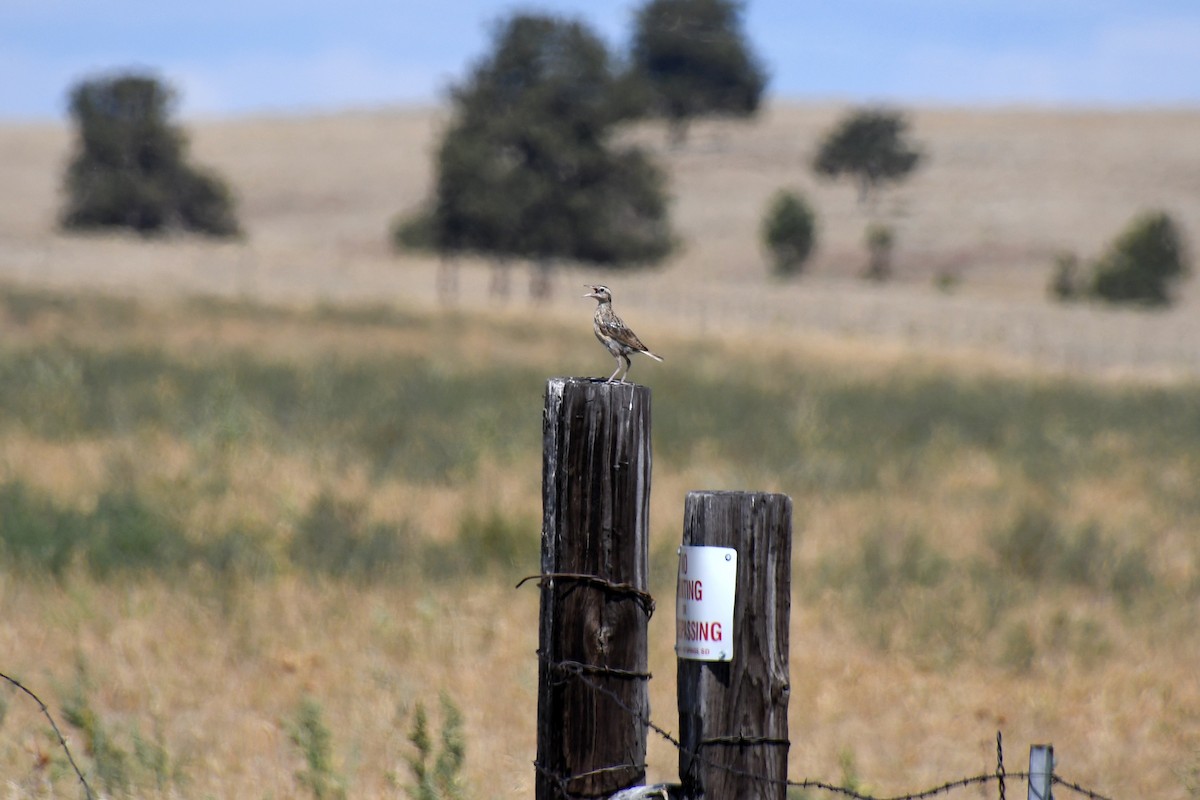 Western Meadowlark - ML646611815