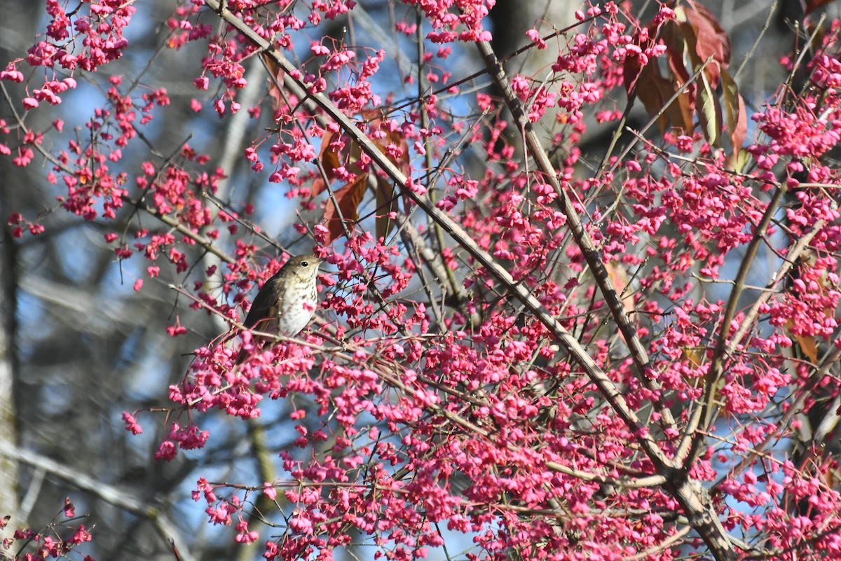 Дрізд-короткодзьоб плямистоволий - ML646611817