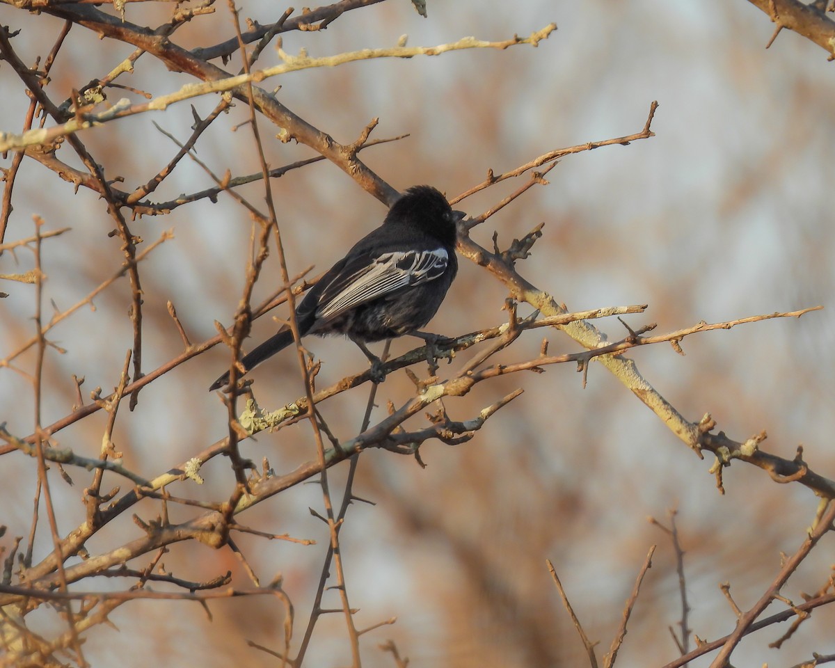ミナミクロガラ - ML646611818