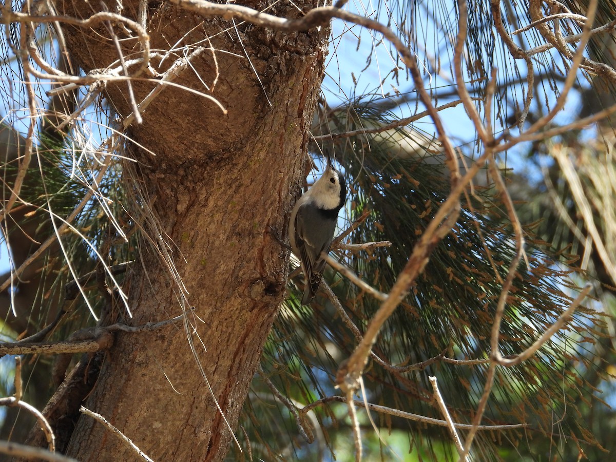 Weißbrustkleiber - ML646611819