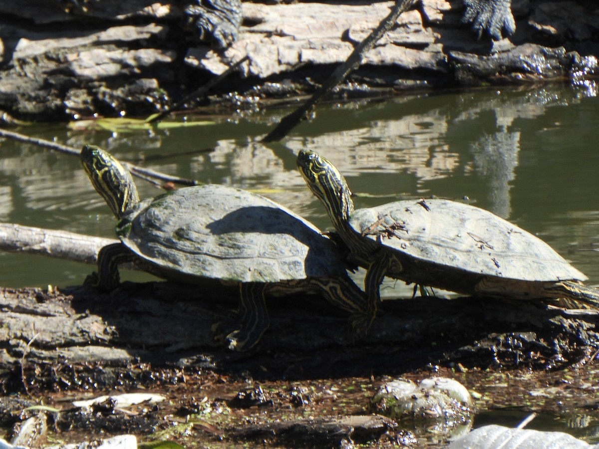 Texas Cooter - ML646611820