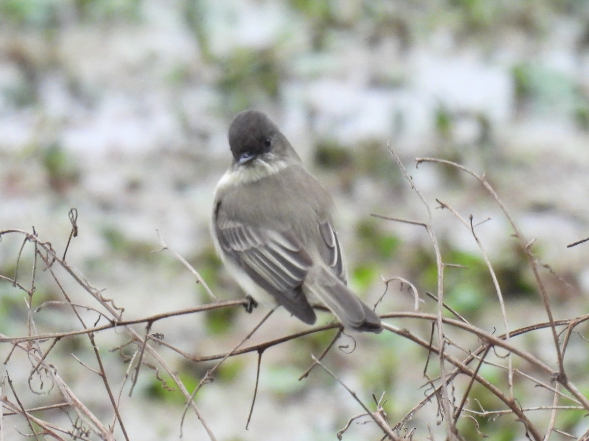 Eastern Phoebe - ML646611821