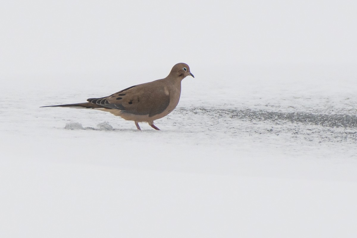 Mourning Dove - ML646611823