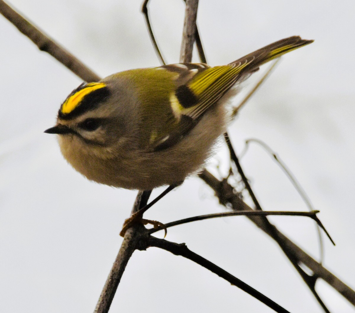 Golden-crowned Kinglet - ML646611826