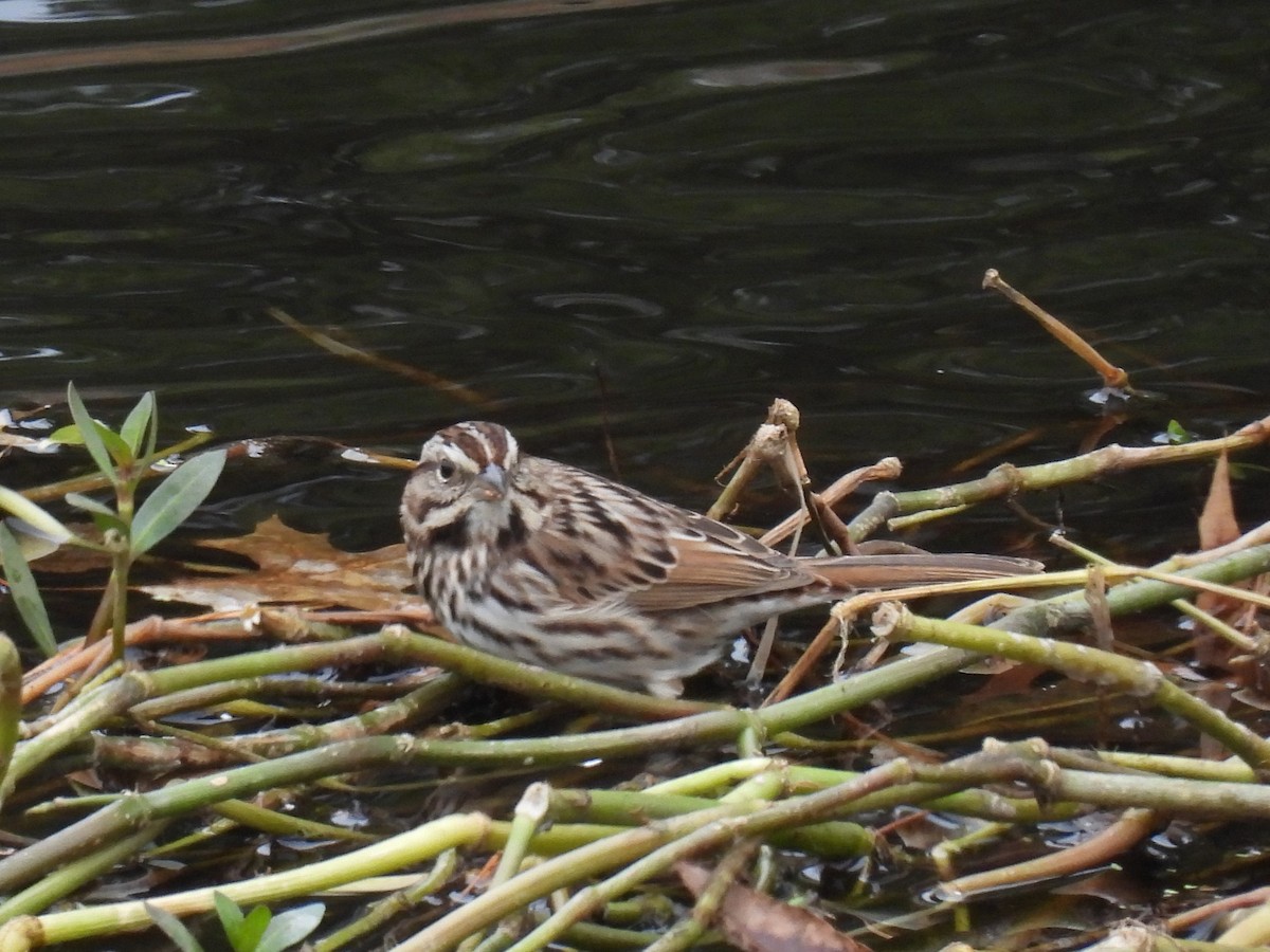 Song Sparrow - ML646611827