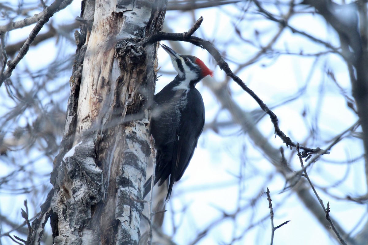 Pileated Woodpecker - ML646611828