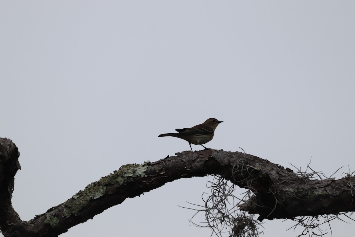 Yellow-rumped Warbler - ML646611829