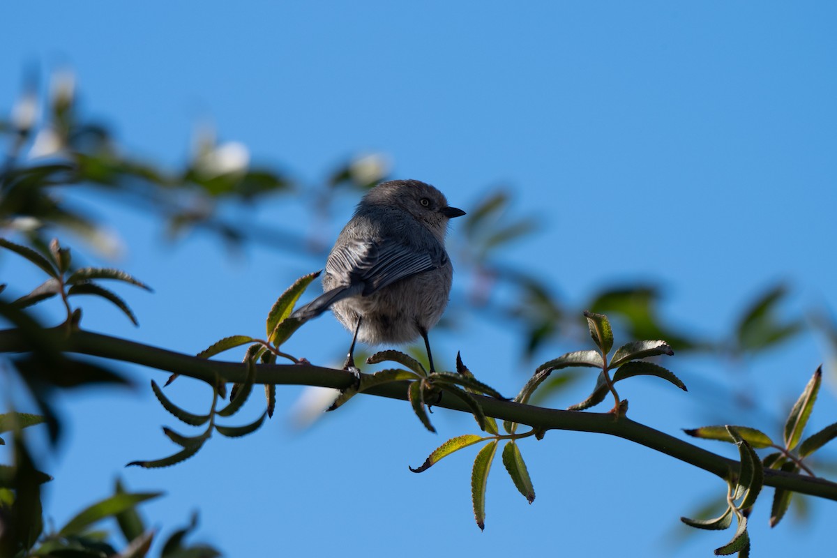 krattmeis - ML646611831