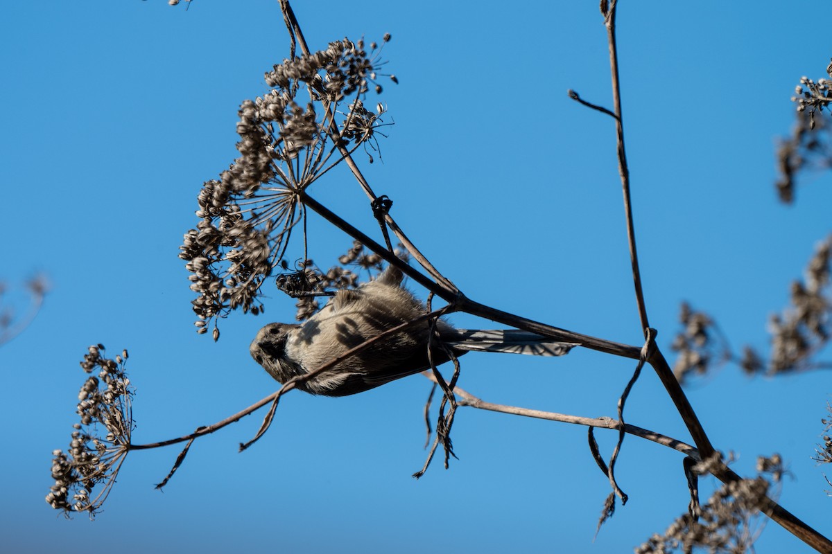 krattmeis - ML646611832