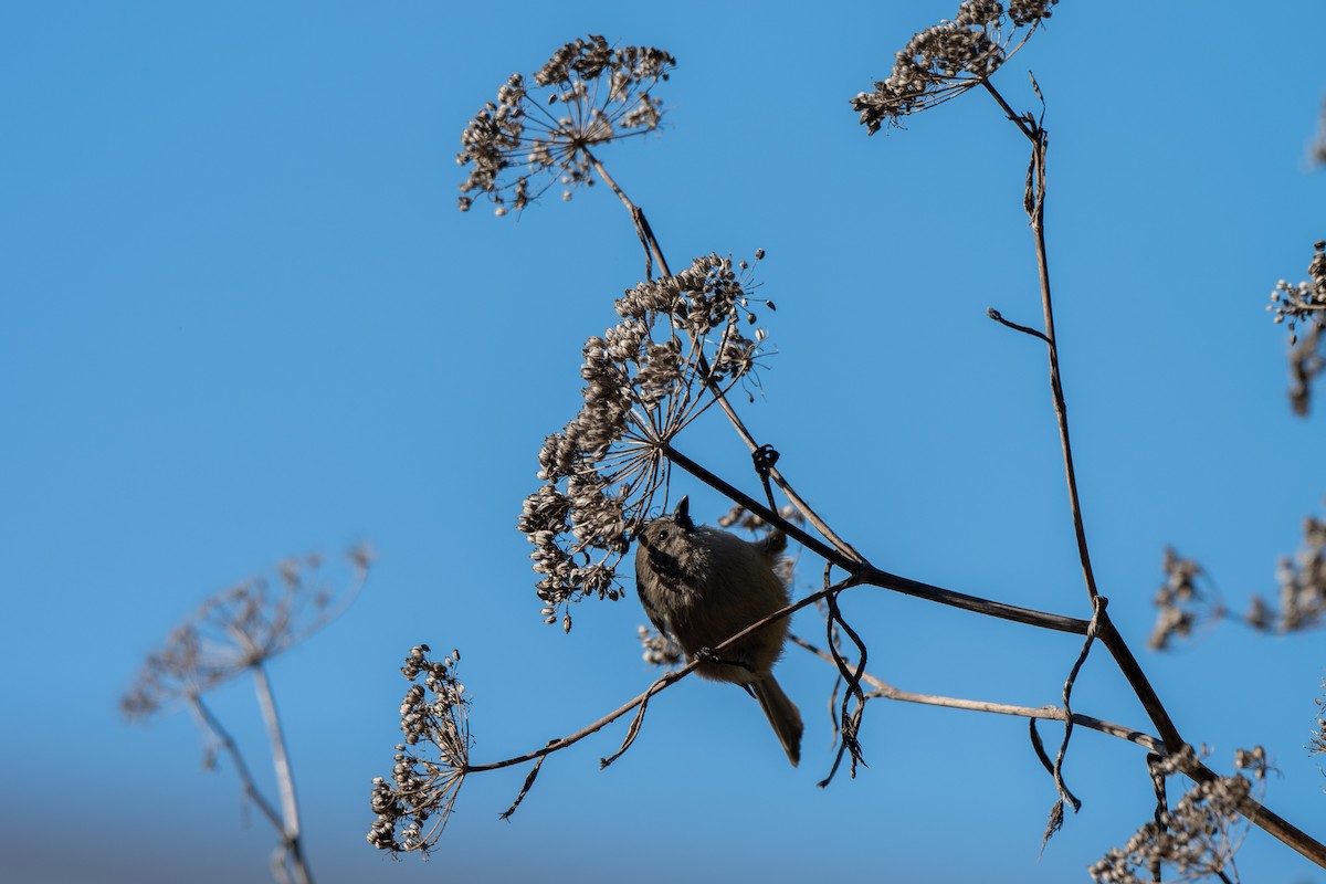 krattmeis - ML646611833