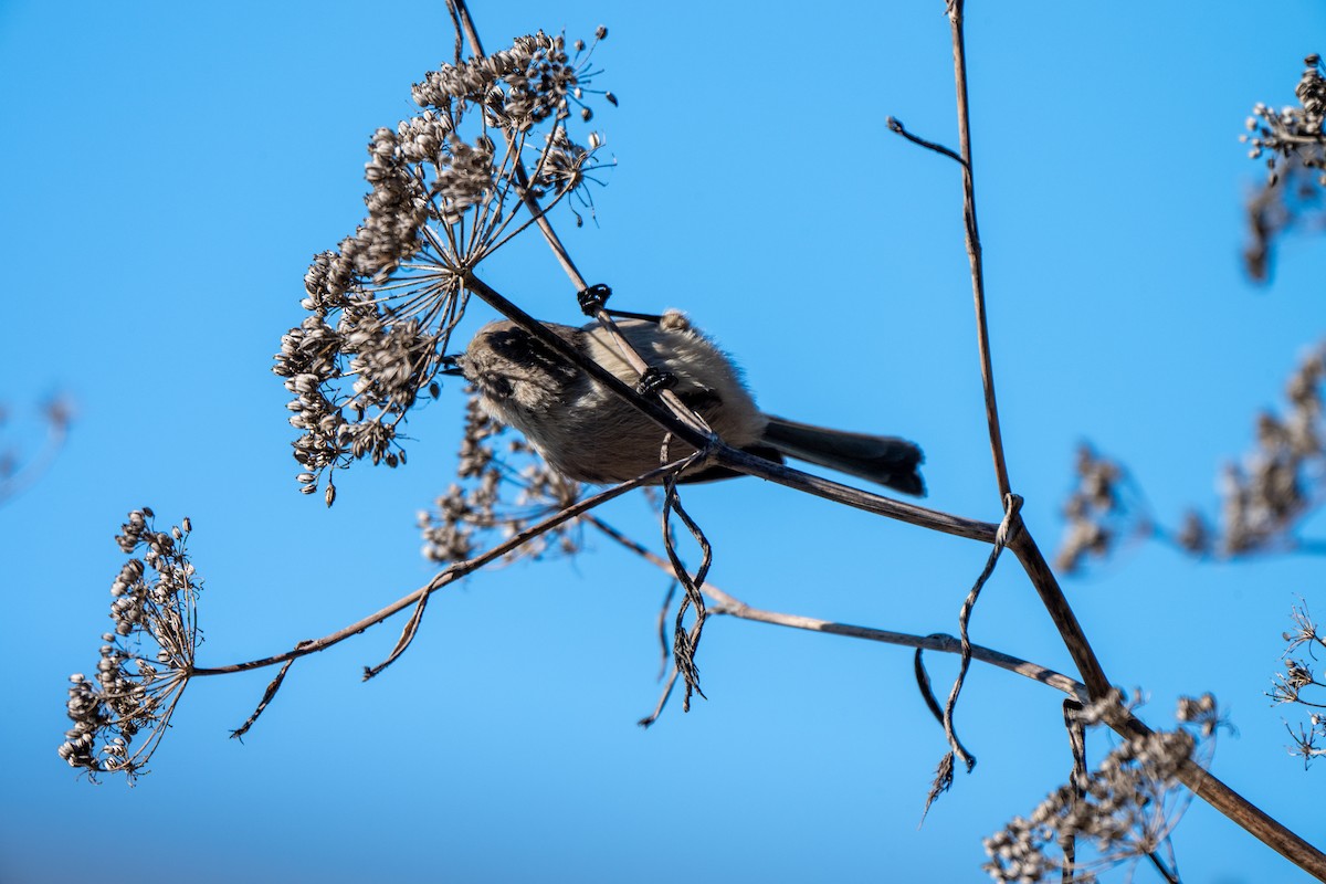 krattmeis - ML646611834