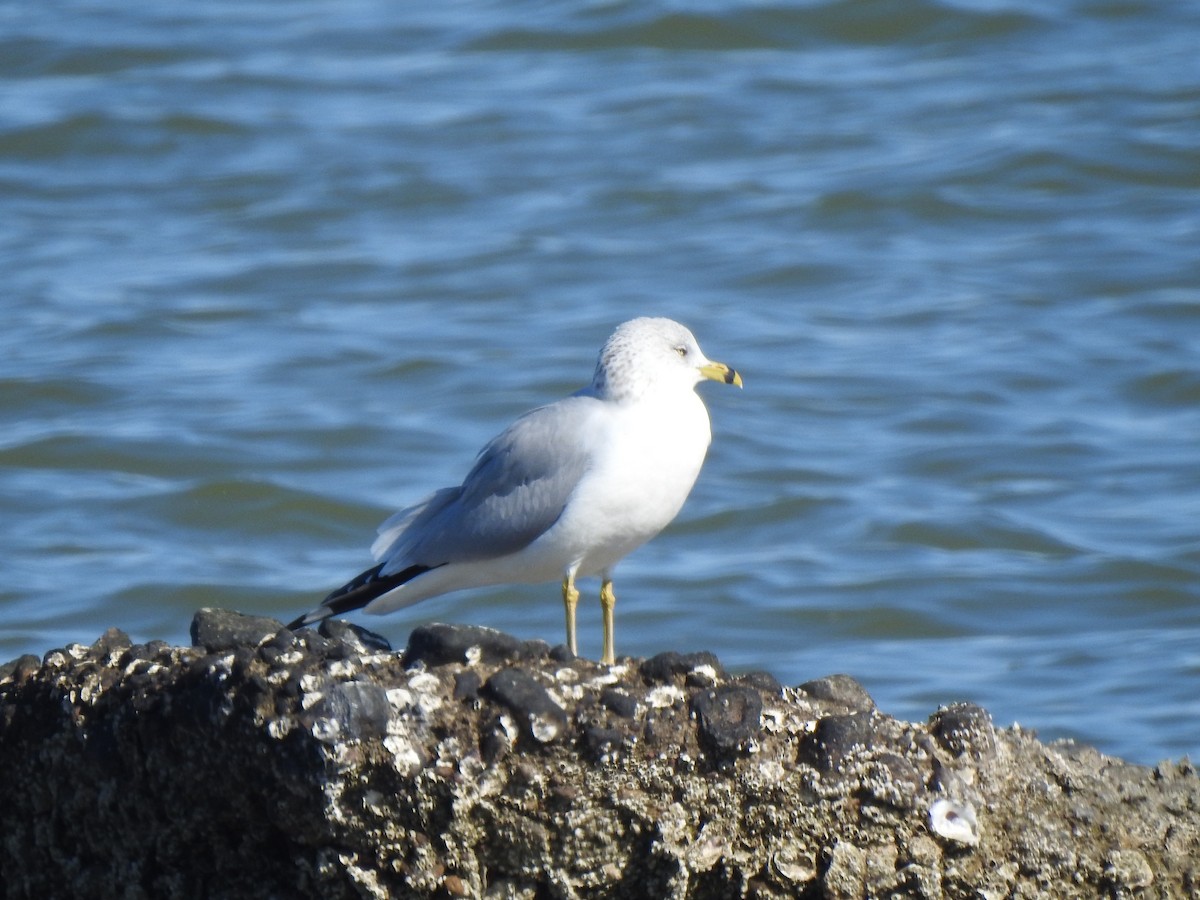 Ring-billed Gull - ML646611835