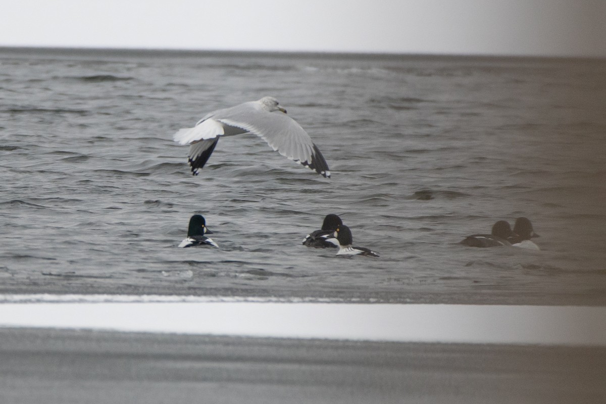 Ring-billed Gull - ML646611836