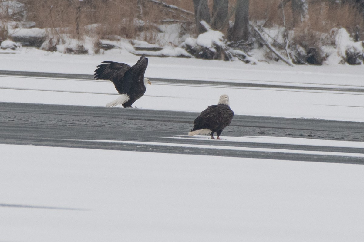 Bald Eagle - ML646611837