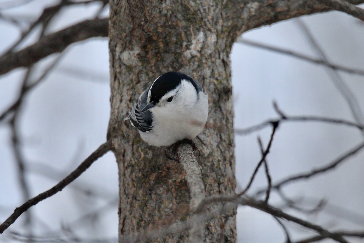 Weißbrustkleiber (carolinensis) - ML646611838