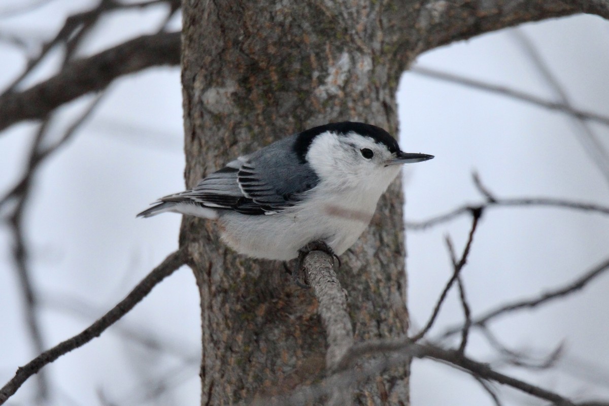 Weißbrustkleiber (carolinensis) - ML646611839