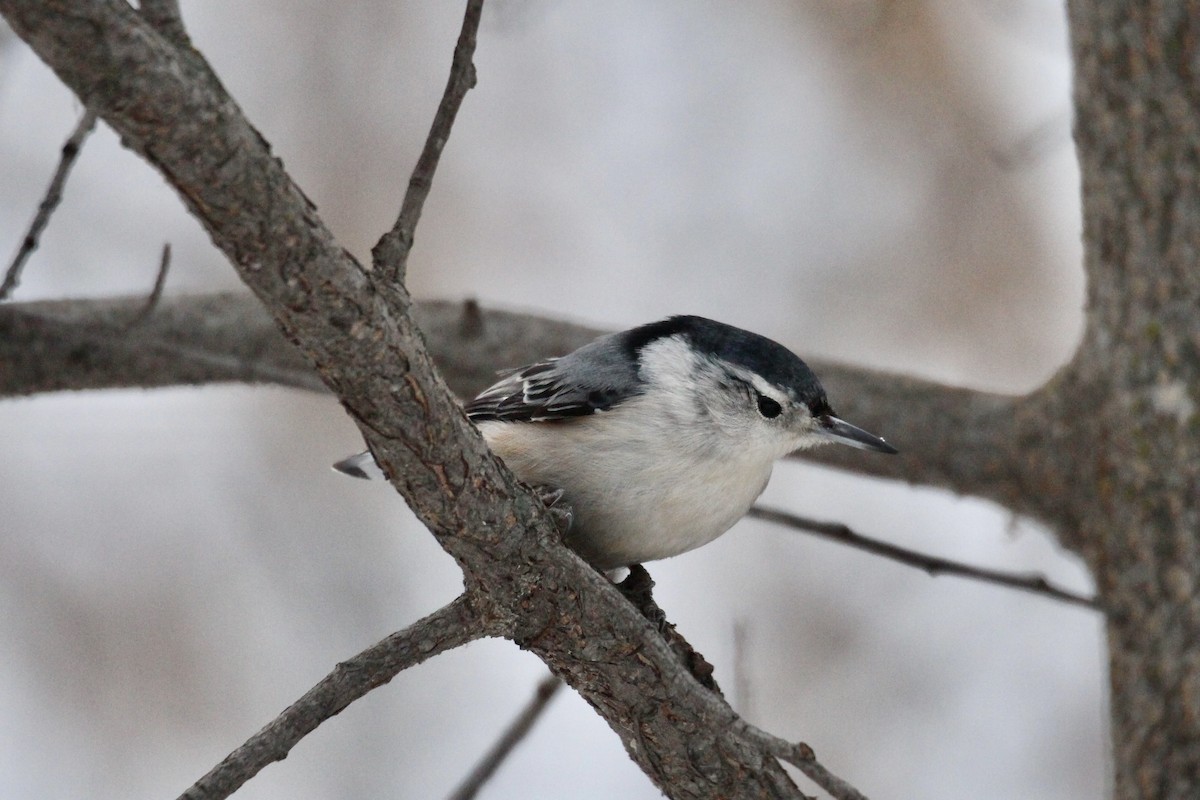 Weißbrustkleiber (carolinensis) - ML646611840