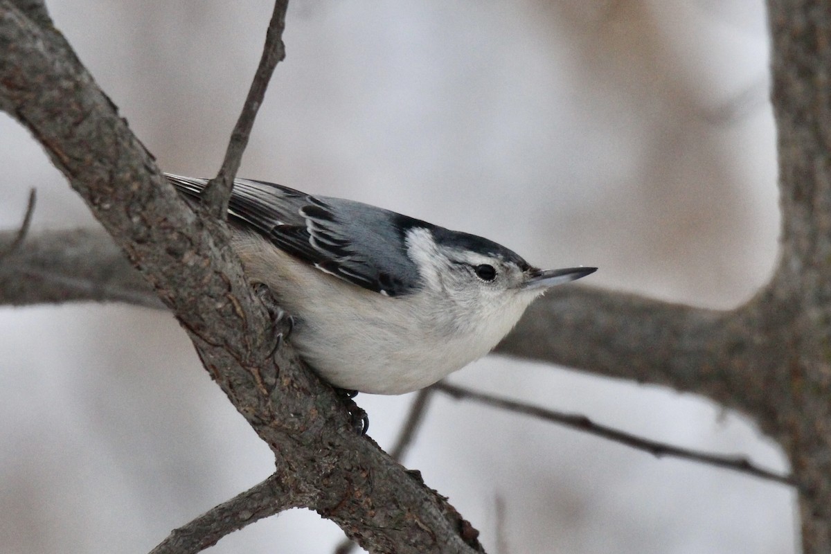 Weißbrustkleiber (carolinensis) - ML646611841