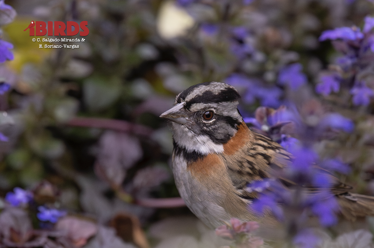 Morgenammer - ML646611843