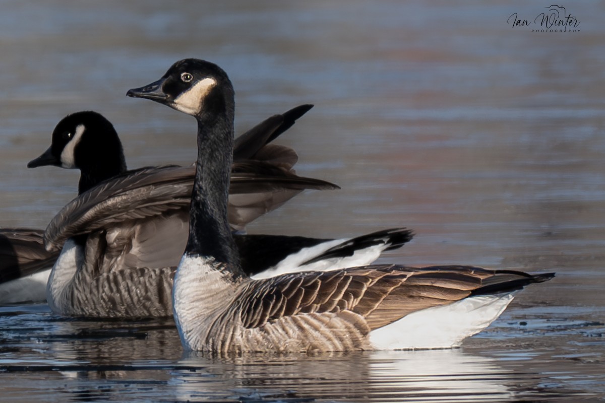 Canada Goose - ML646611847