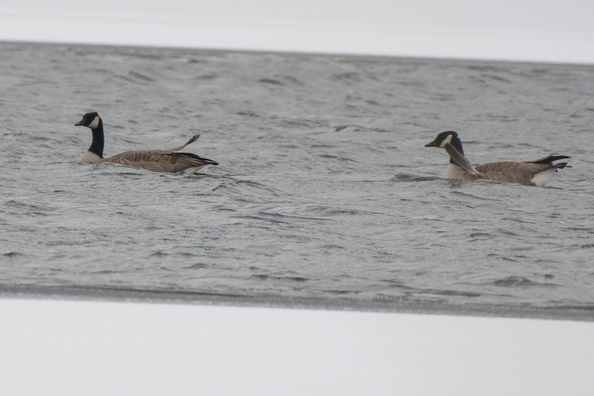 Canada Goose - ML646611848