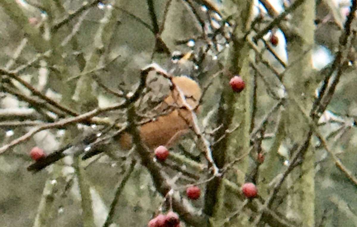 American Robin - ML646611849