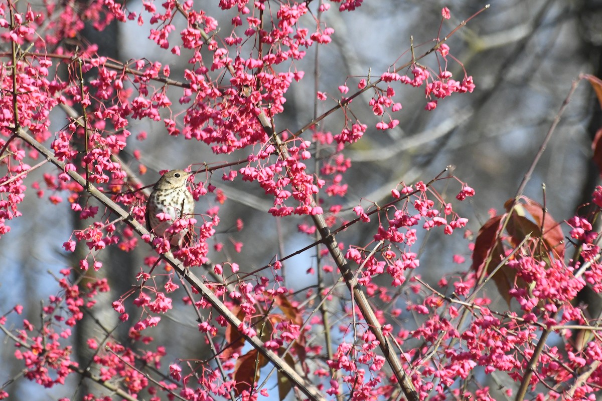Дрізд-короткодзьоб плямистоволий - ML646611850