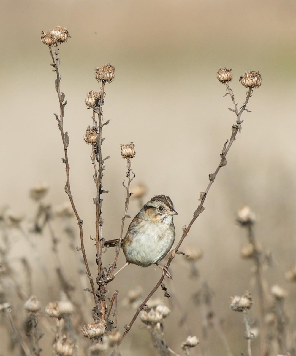 Swamp Sparrow - ML646611852