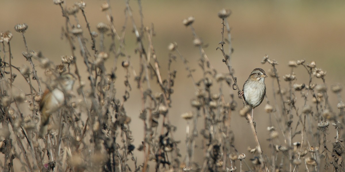 Swamp Sparrow - ML646611853