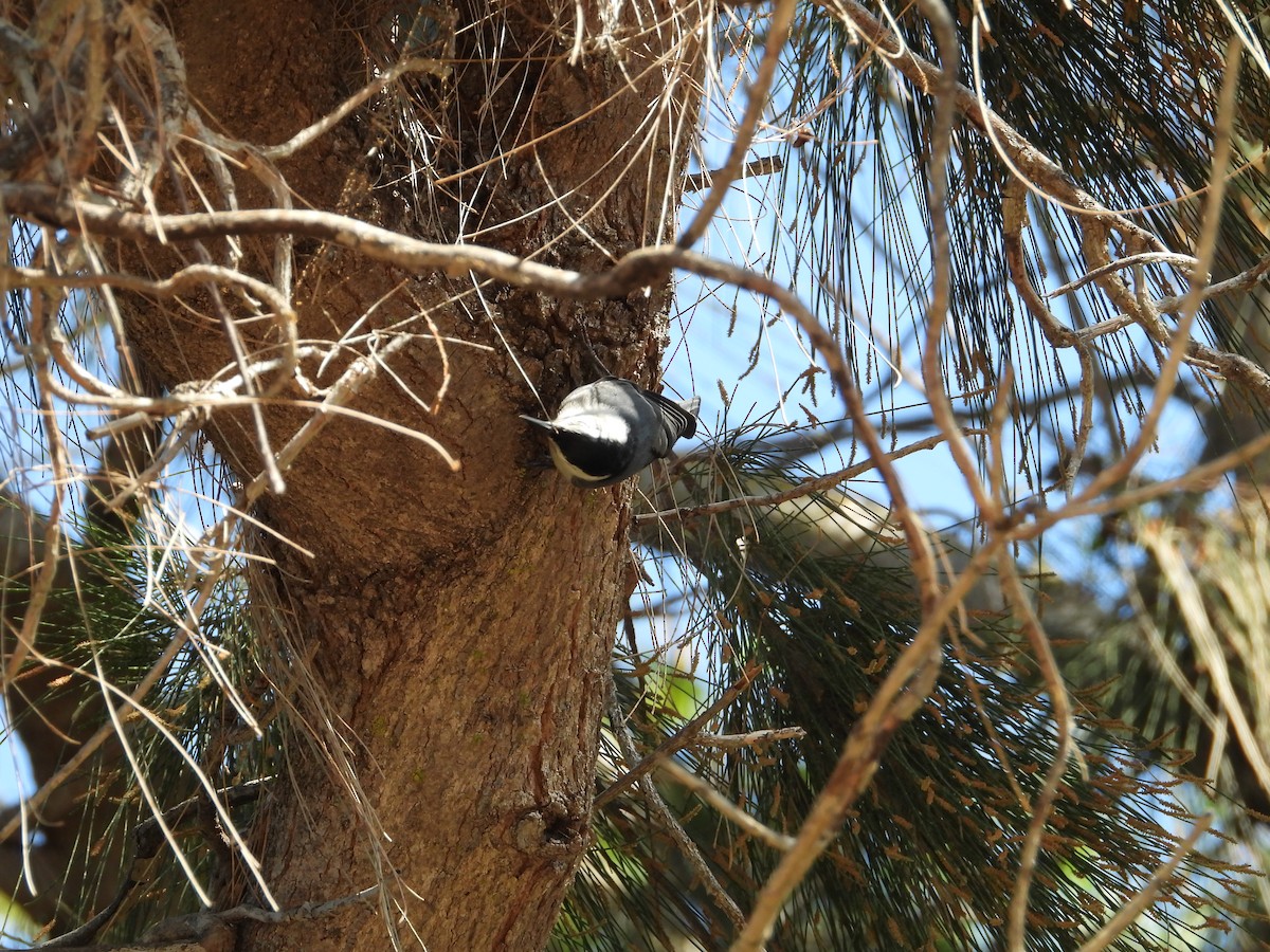 Weißbrustkleiber - ML646611854