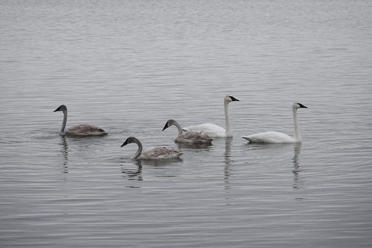 Trumpeter Swan - ML646611855