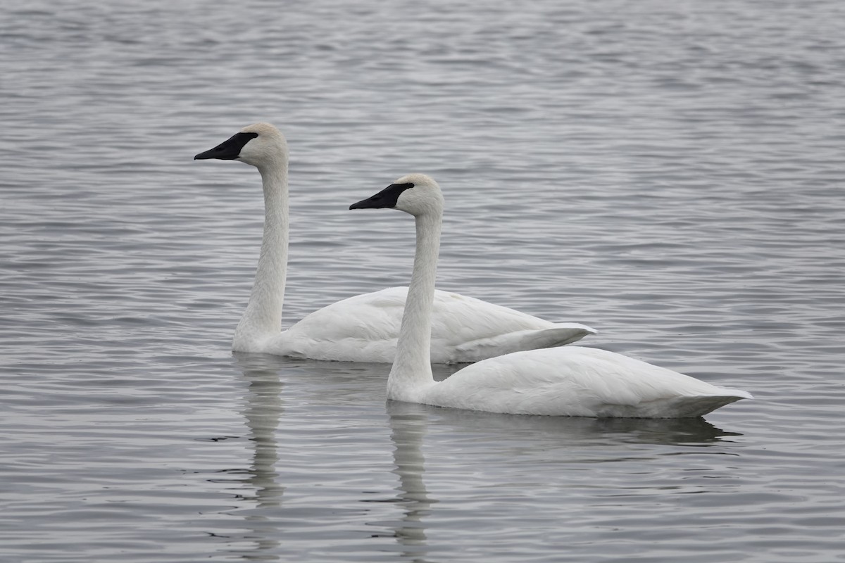 Trumpeter Swan - ML646611856