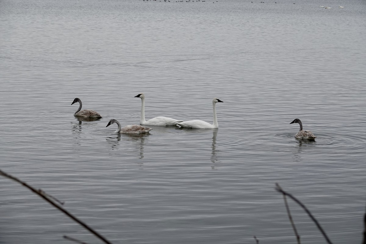 Trumpeter Swan - ML646611857