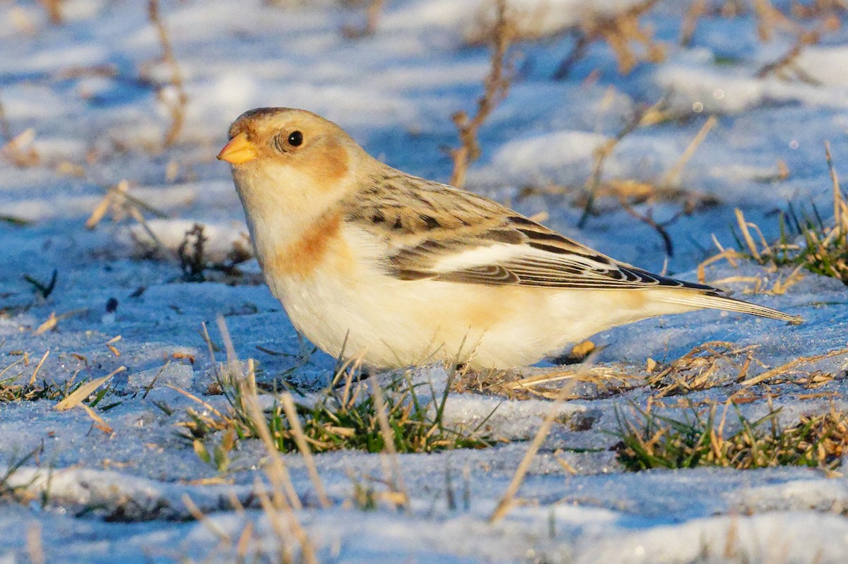 Snow Bunting - ML646611858