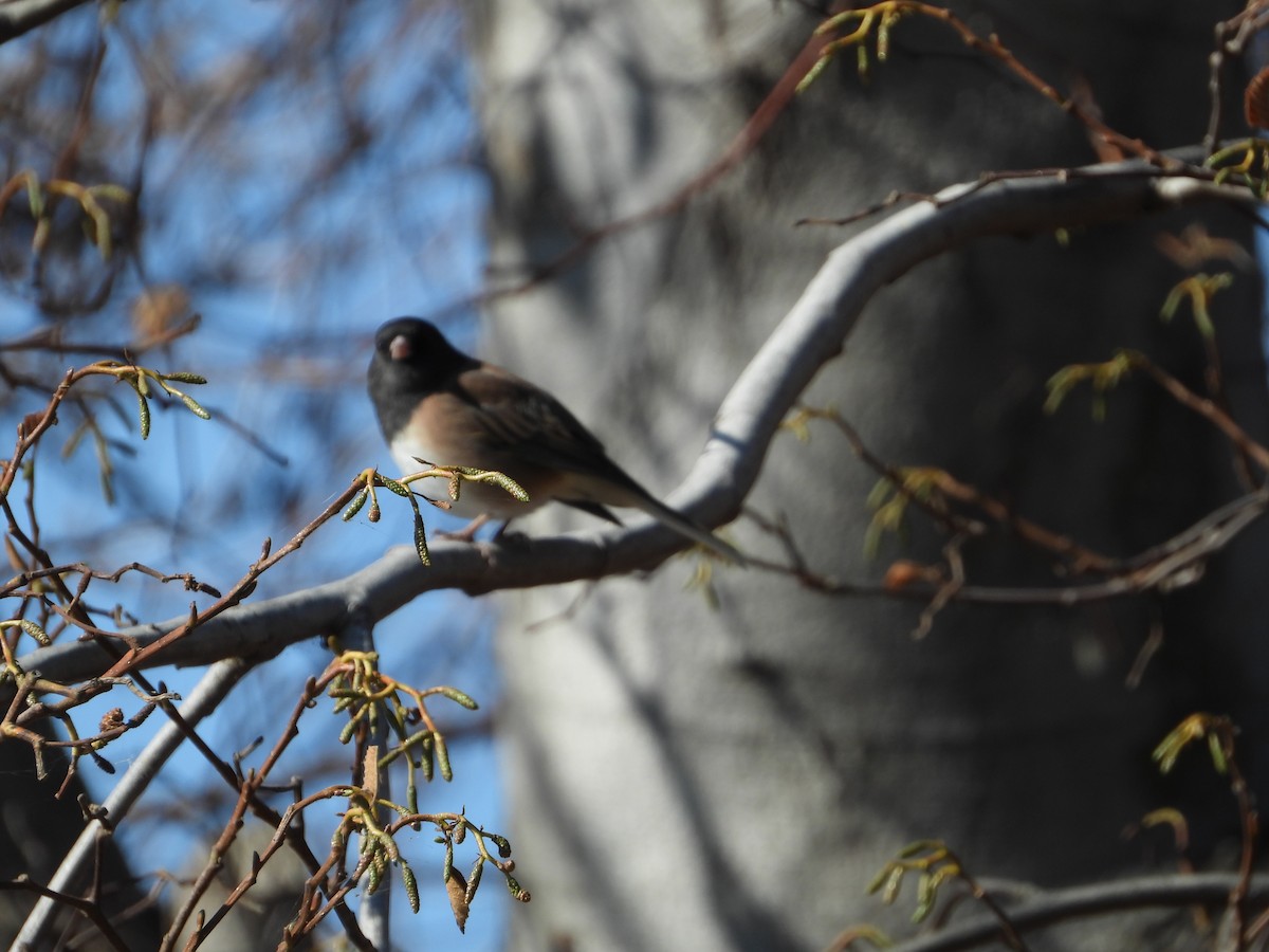 Dark-eyed Junco - ML646611859