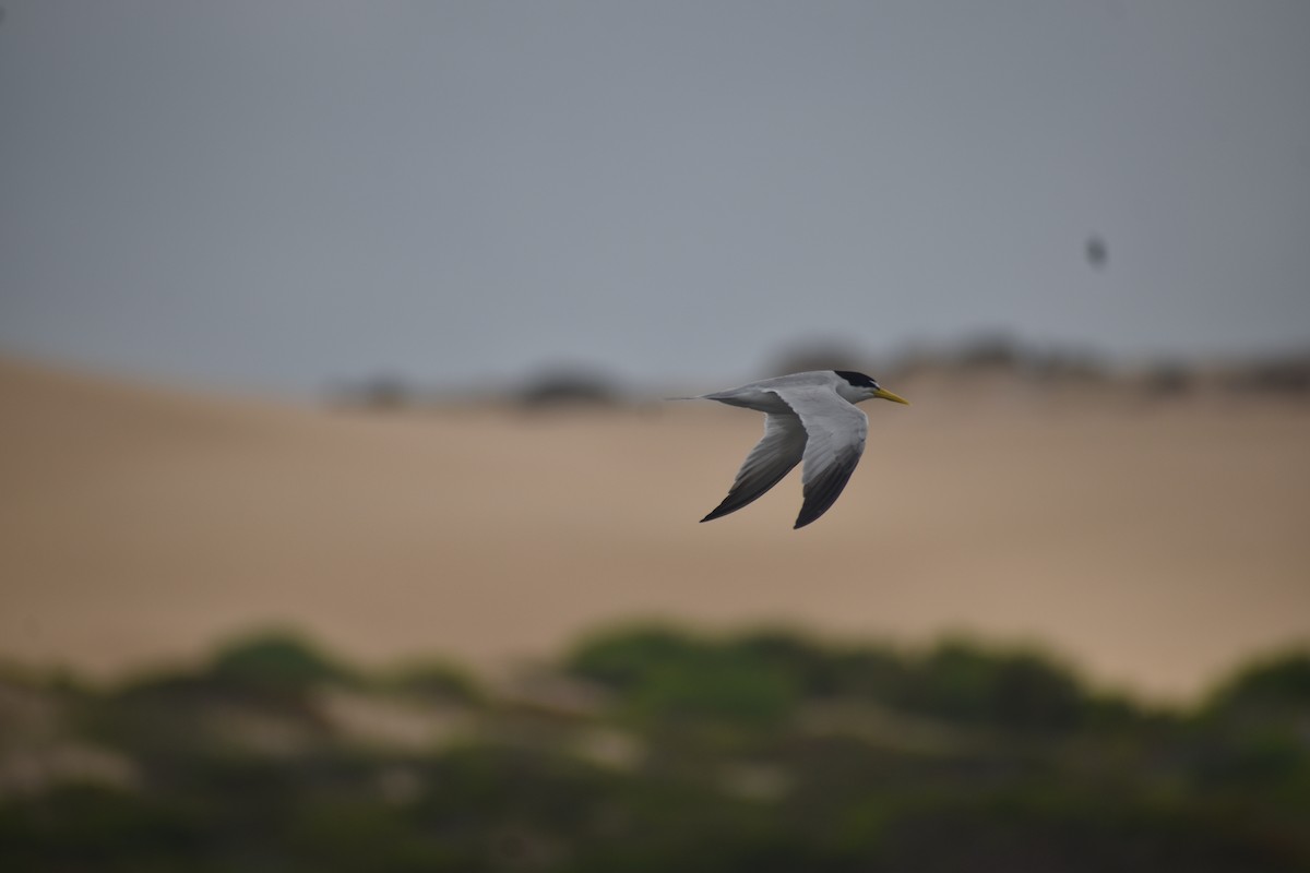 Yellow-billed Tern - ML646611860