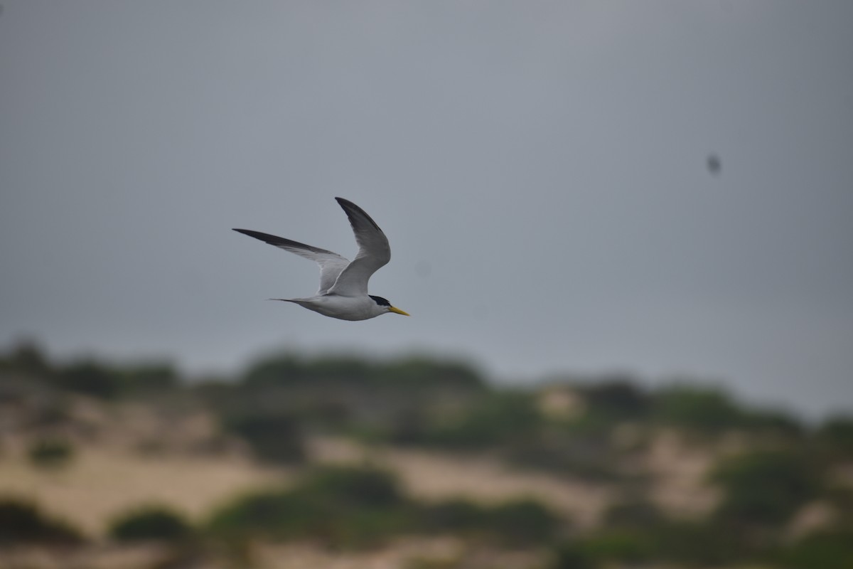 Yellow-billed Tern - ML646611861
