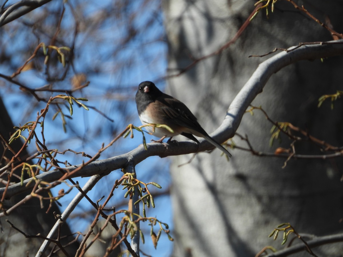 Dark-eyed Junco - ML646611864