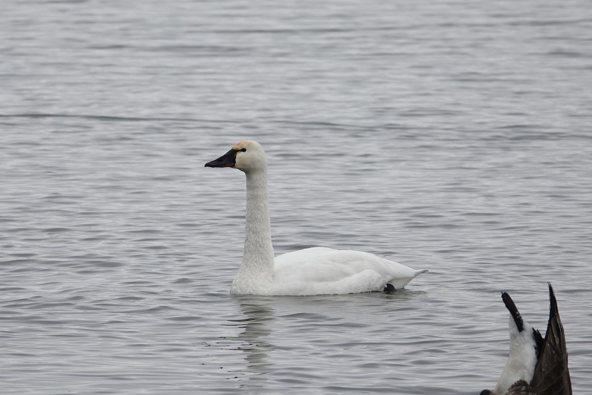 Tundra Swan - ML646611865