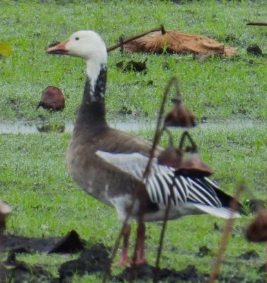 Белый гусь - ML646611866