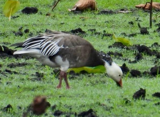 Белый гусь - ML646611867