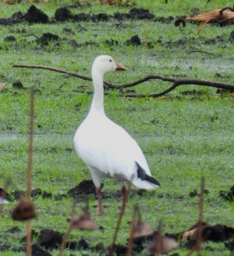 Белый гусь - ML646611868