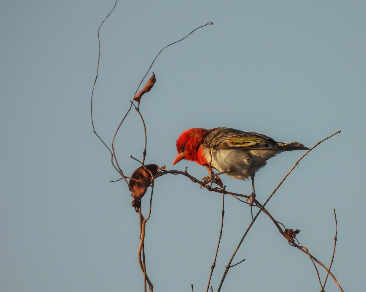 Red-headed Weaver - ML646611869