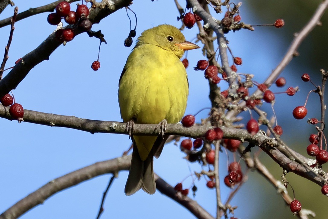 Western Tanager - ML646611879