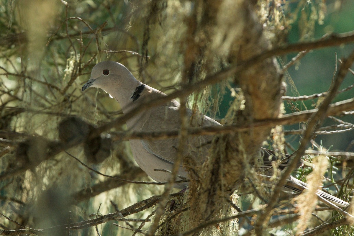 Eurasian Collared-Dove - ML646611880