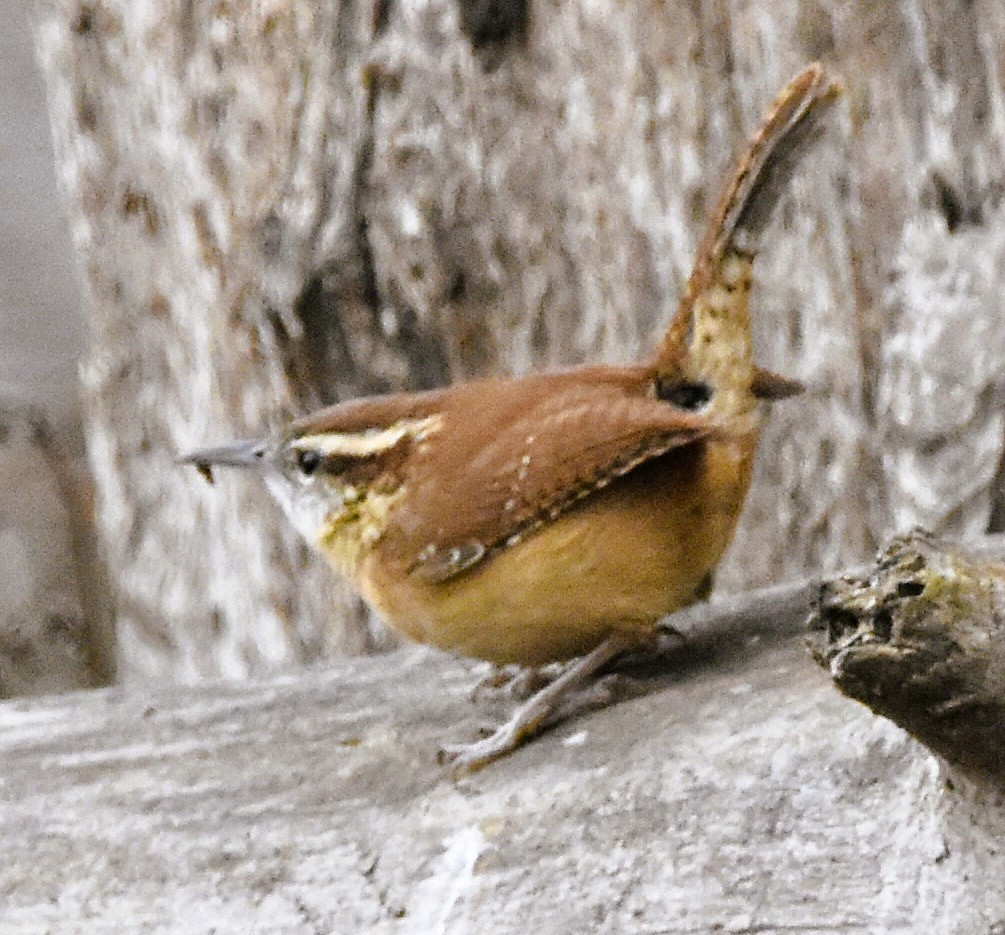 Carolina Wren - ML646611881