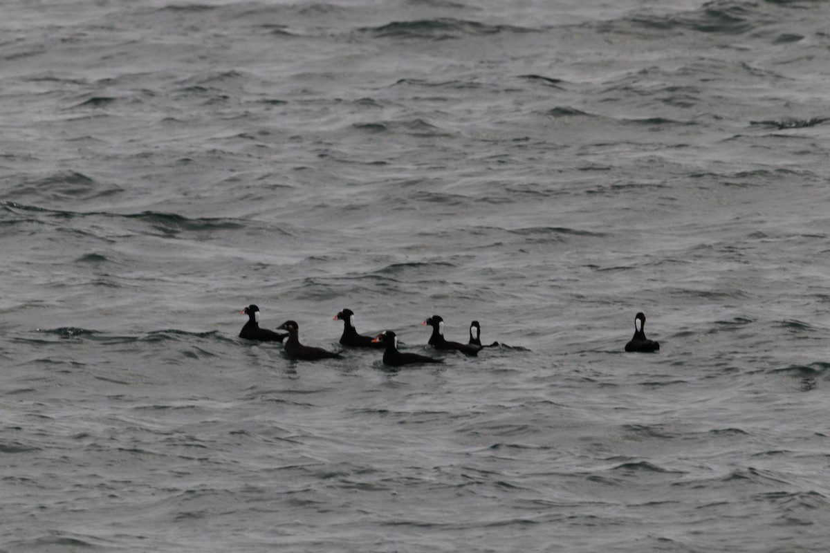 Surf Scoter - ML646611884